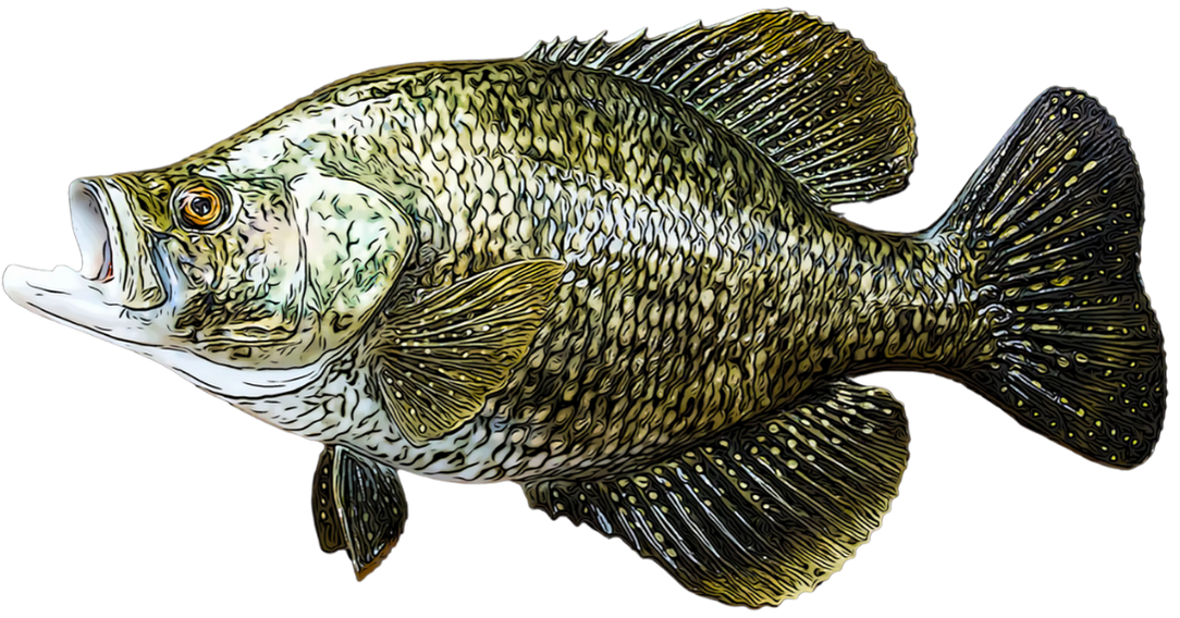 Crappie Sticker